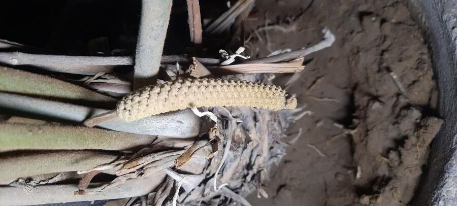 Zamia furfuracea flower