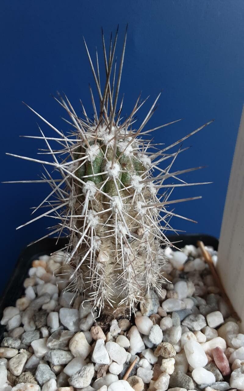 Eulychnia chorosensis habit