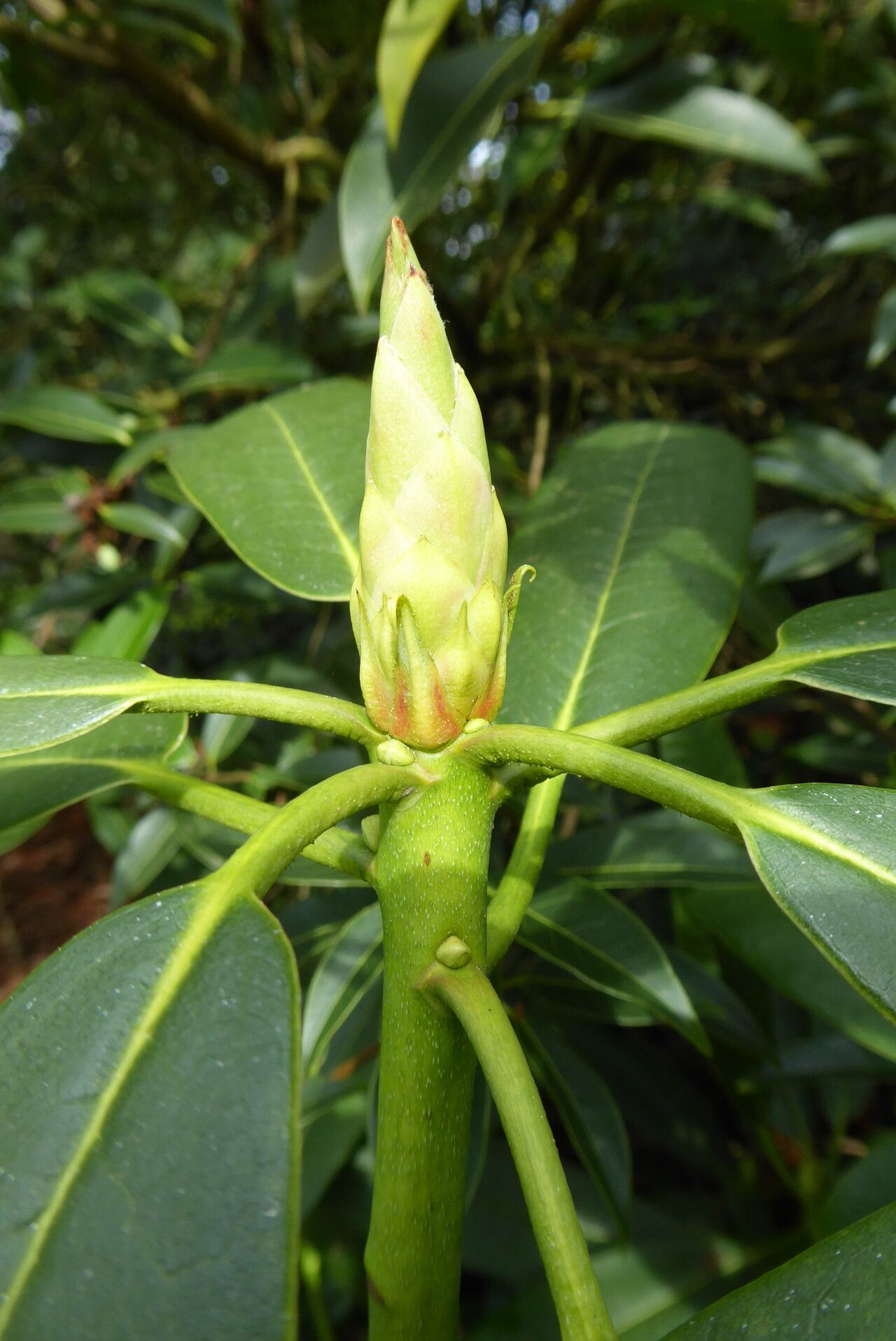 Rhododendron glanduliferum leaf