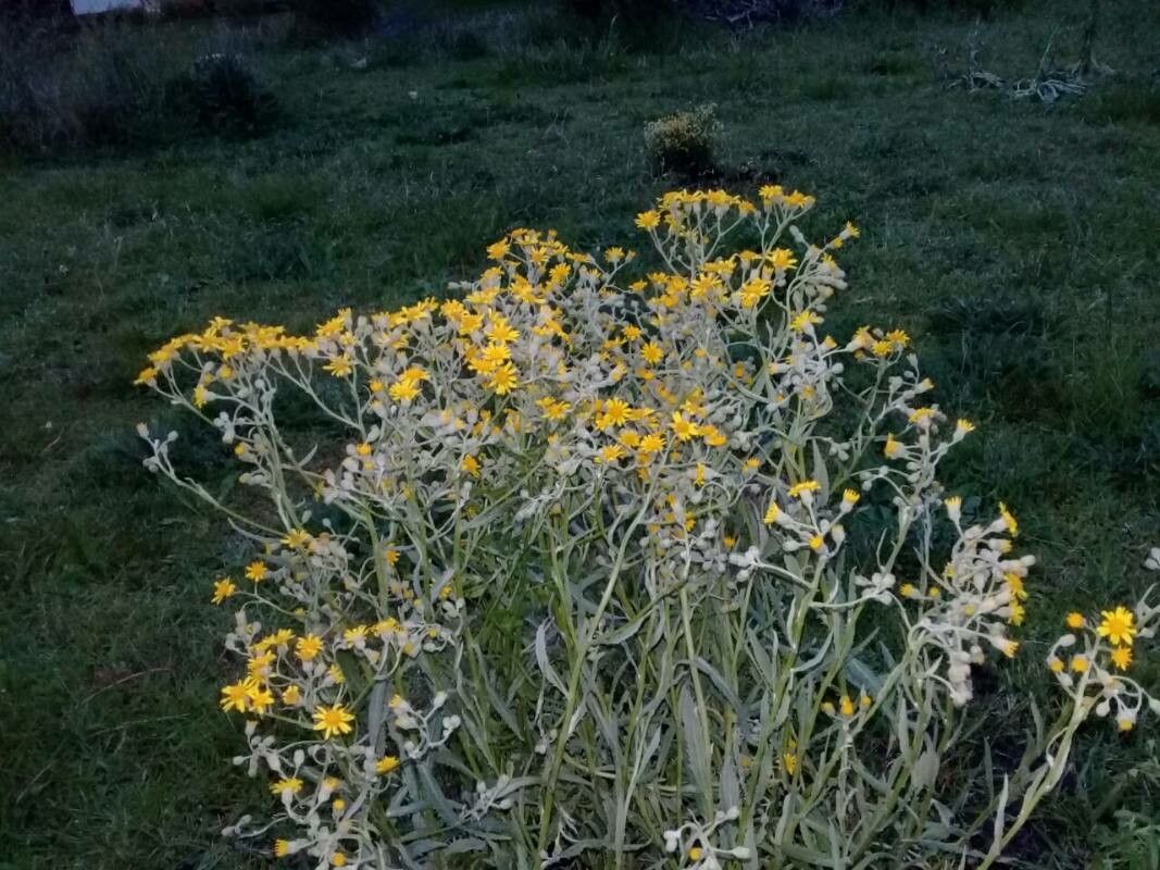 Senecio grisebachii habit