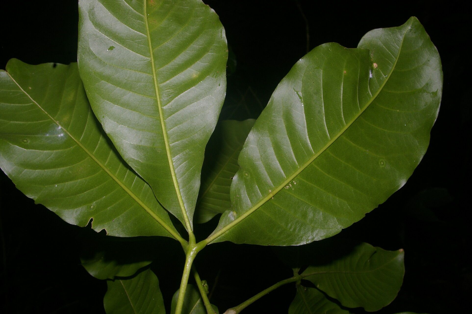 Esenbeckia pentaphylla flower