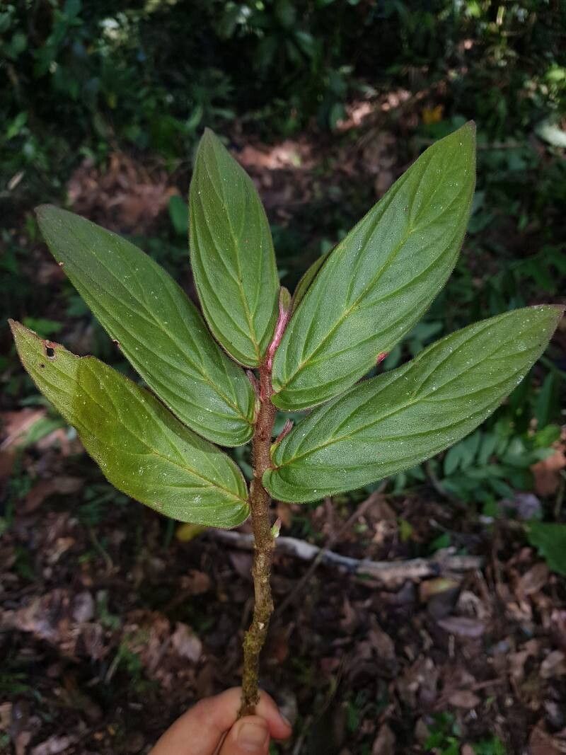 Columnea raymondii leaf
