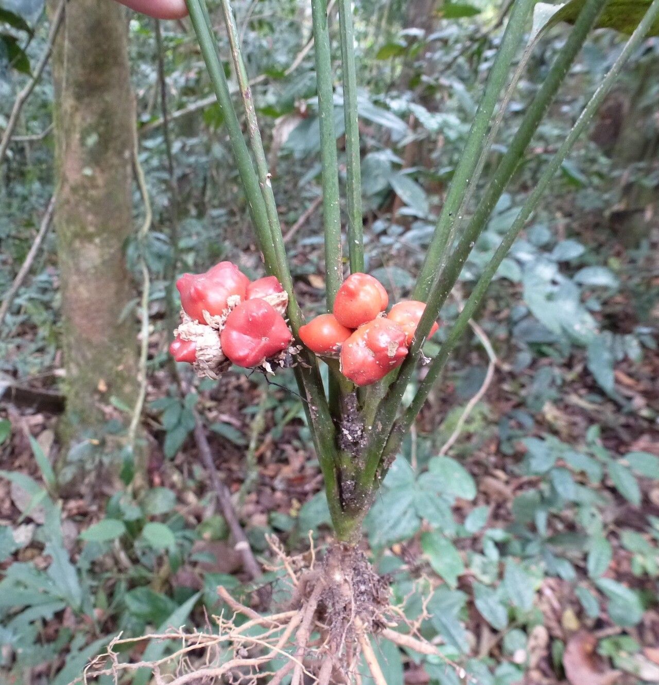 Dracaena phrynioides fruit