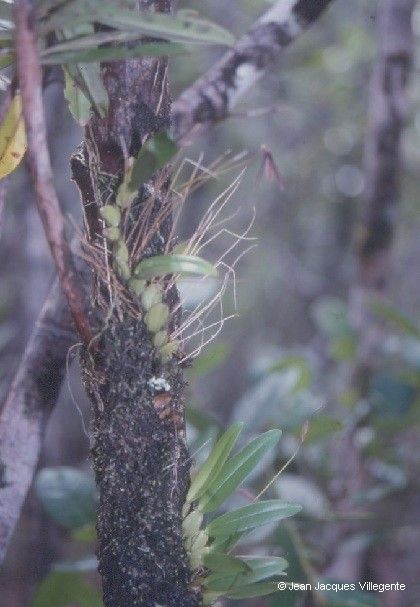 Bulbophyllum lophoglottis bark