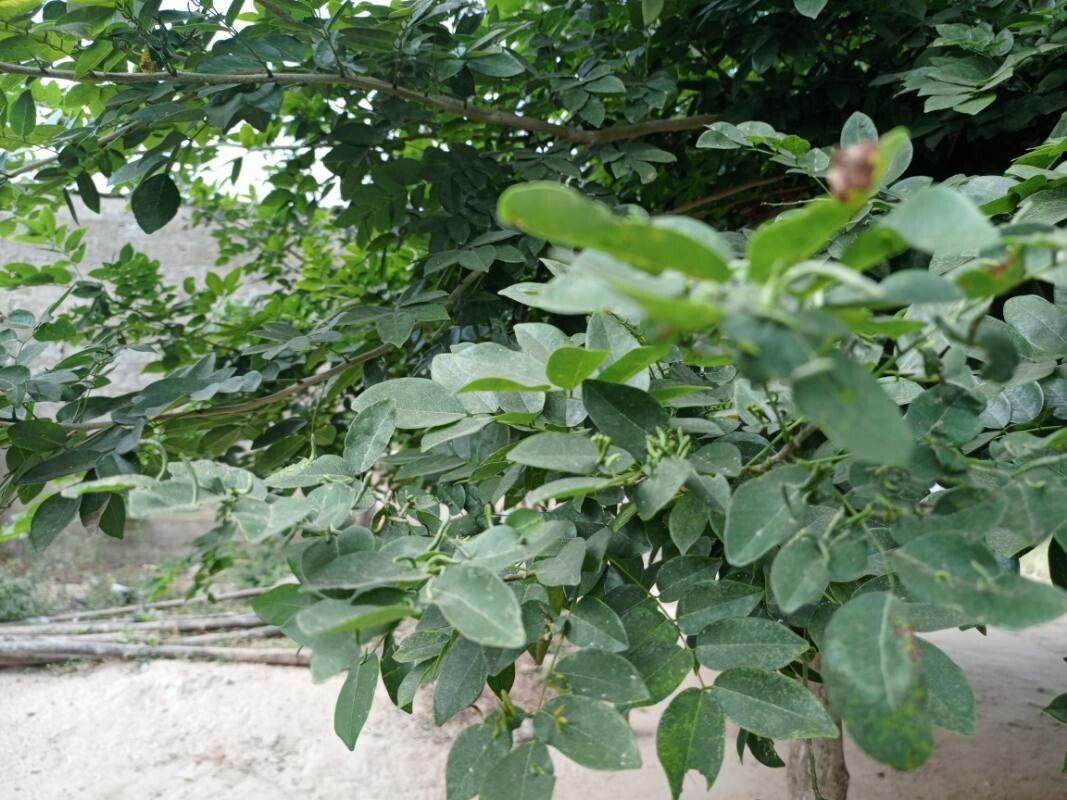 Millettia thonningii leaf