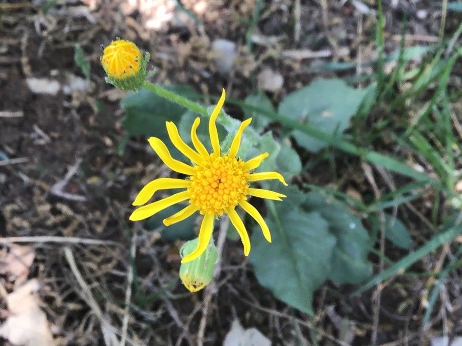 Senecio provincialis flower