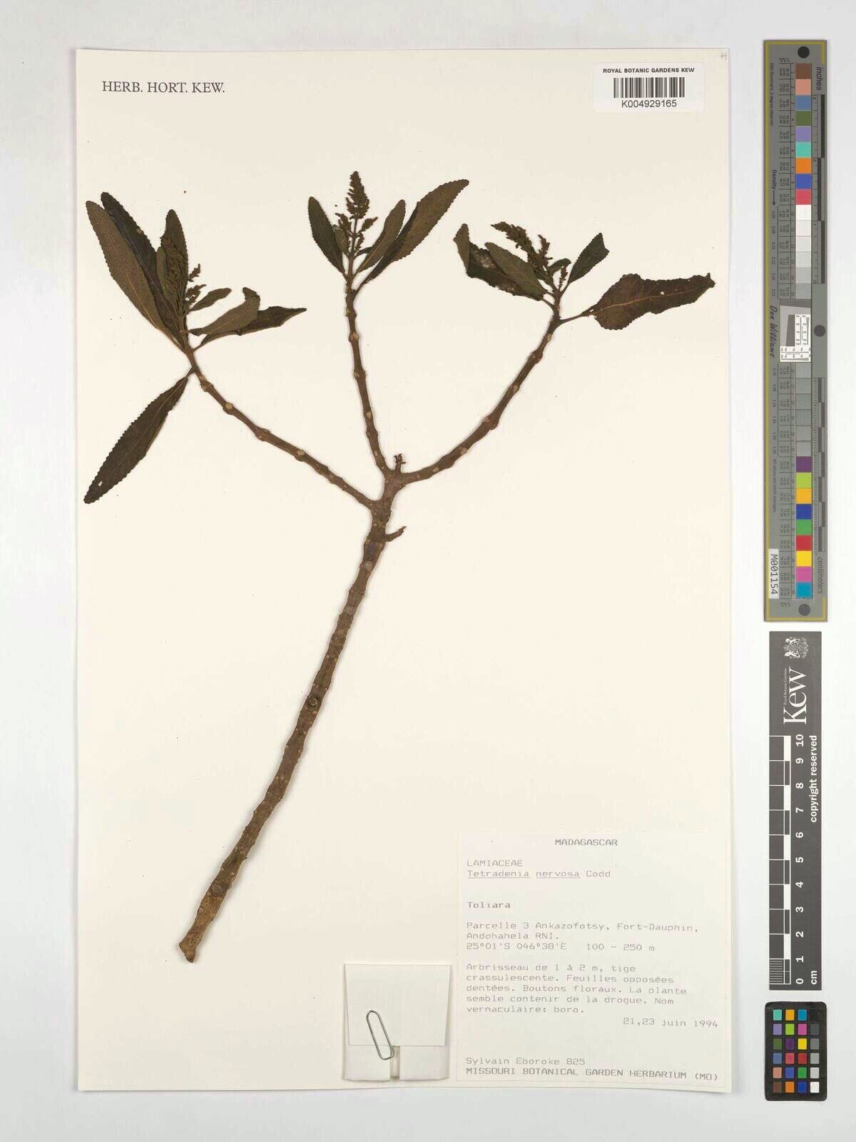 Tetradenia nervosa — houseplant care guide