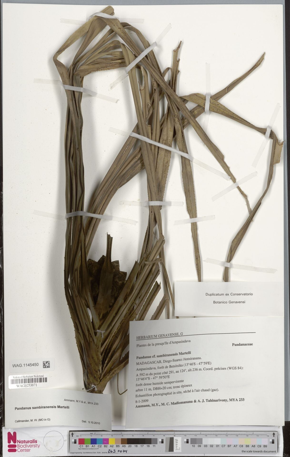 Pandanus sambiranensis — houseplant care guide