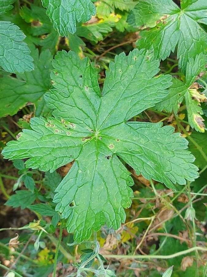 Geranium versicolor leaf