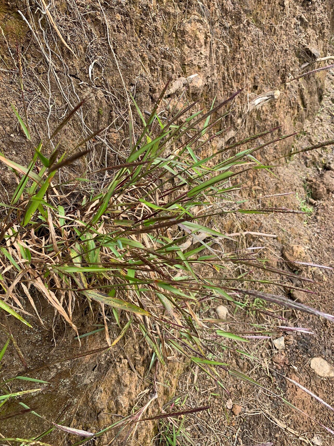 Ischaemum koleostachys habit