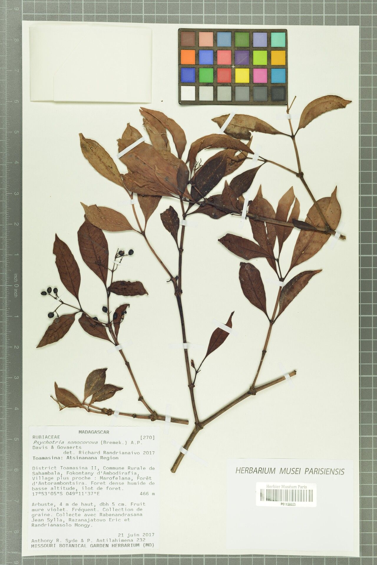 Psychotria sonocorova — houseplant care guide