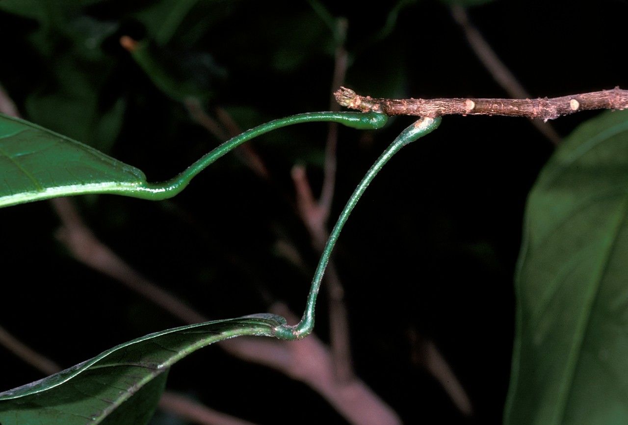 Sterculia balanghas — search result for 'Sterculia'