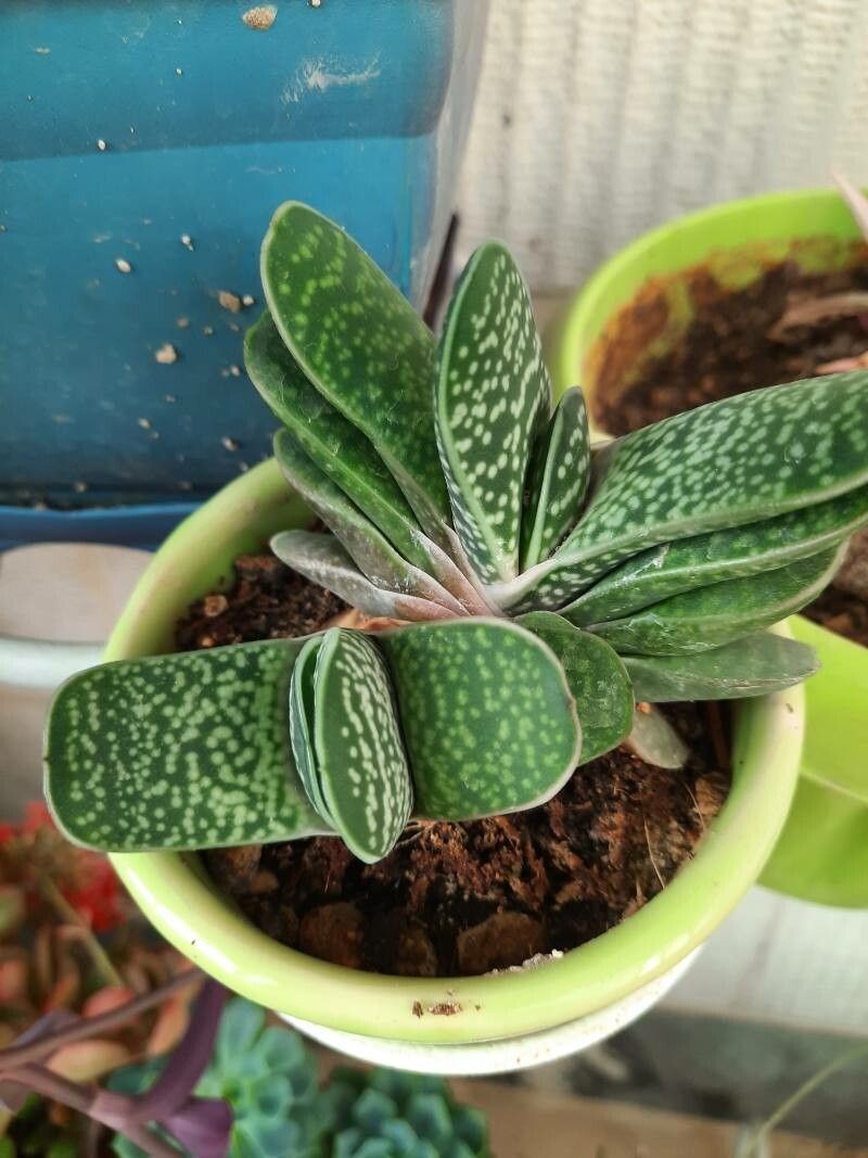 Gasteria pillansii bark