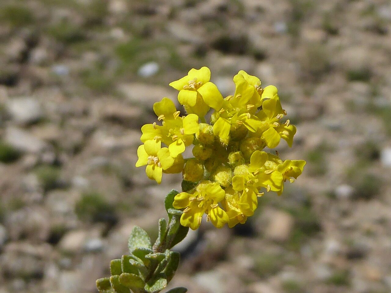 Alyssum cuneifolium flower
