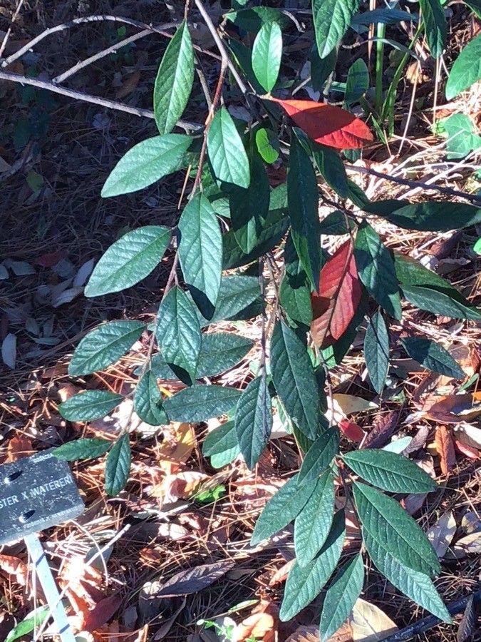 Cotoneaster × watereri — search result for 'Cotoneaster'