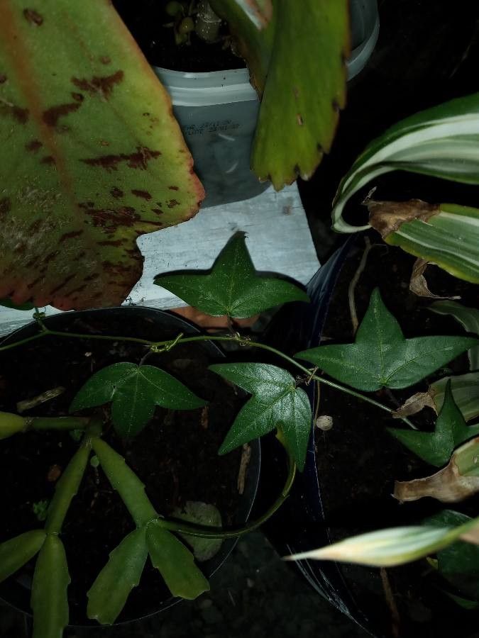 Passiflora gibertii — houseplant care guide