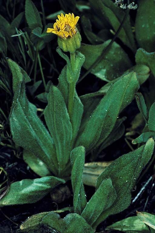 Arnica fulgens habit