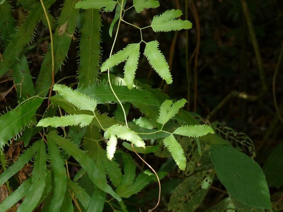 Lygodium volubile — houseplant care guide