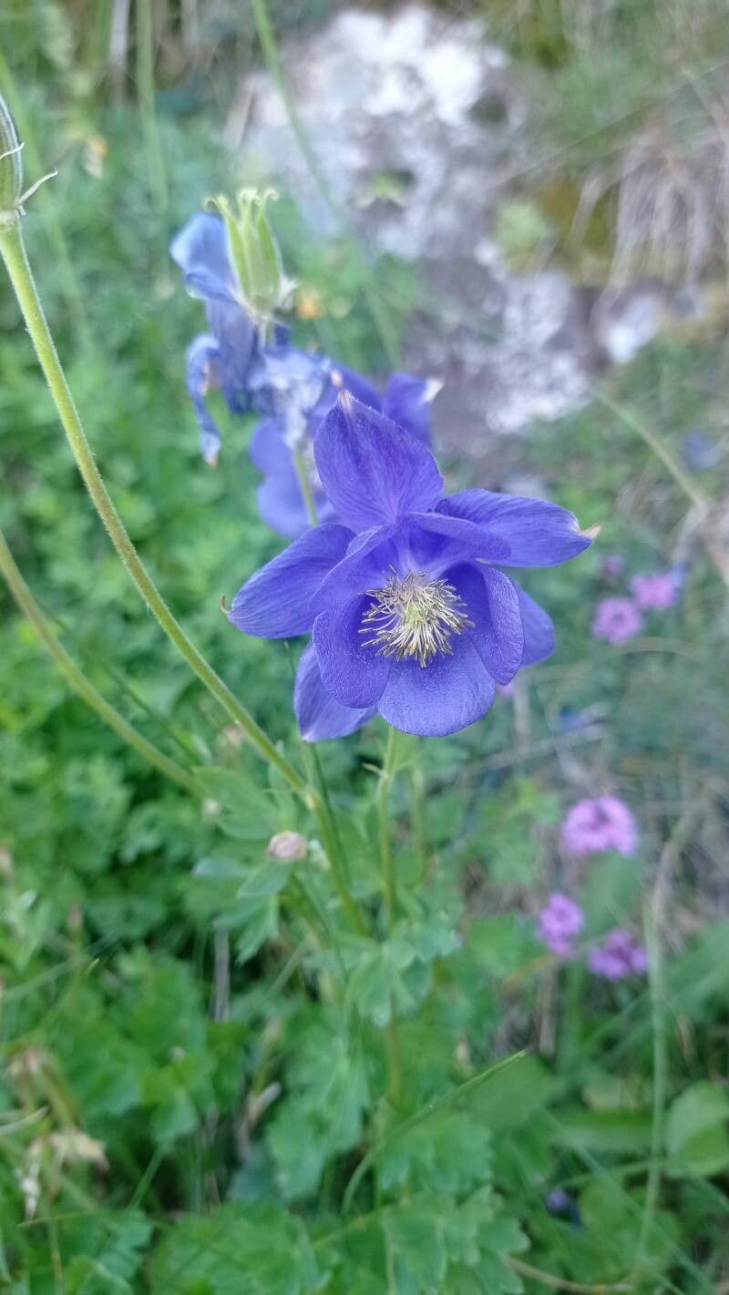 Aquilegia lucensis — search result for 'Aquilegia'