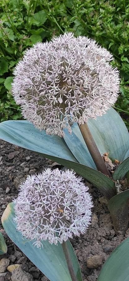 Allium karataviense flower