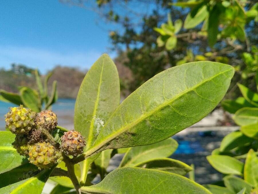 Conocarpus erectus fruit