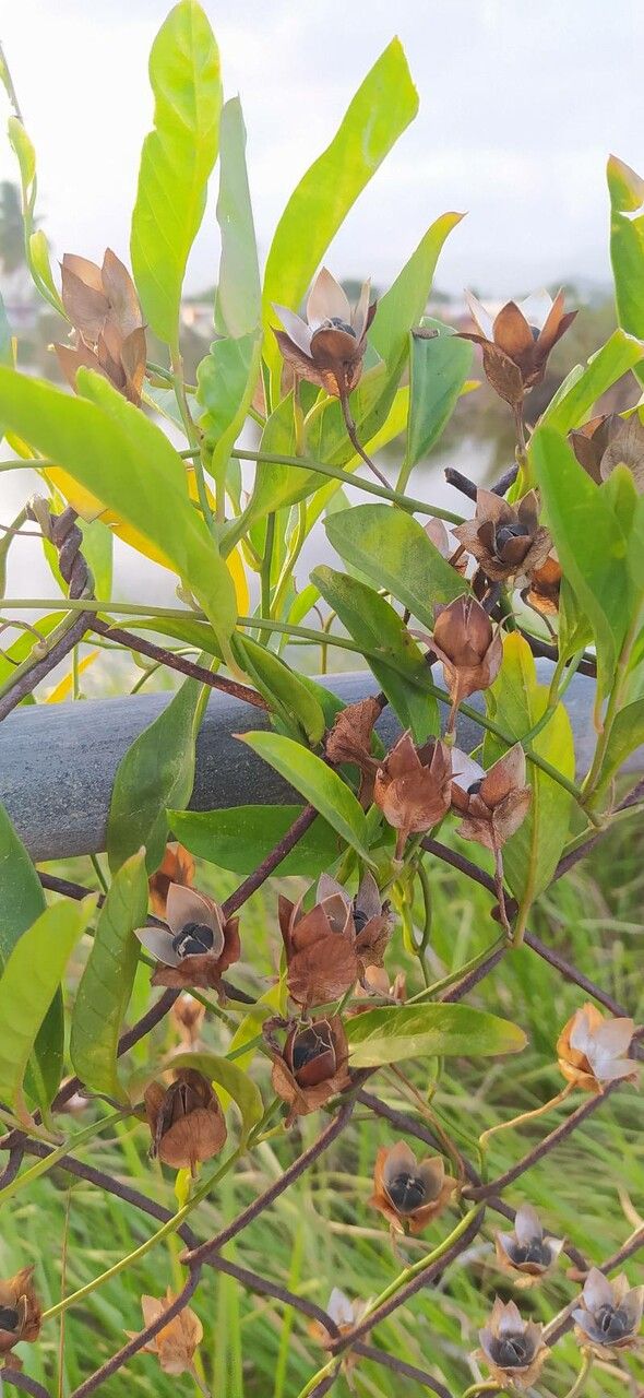 Aniseia martinicensis — search result for 'Convolvulaceae'