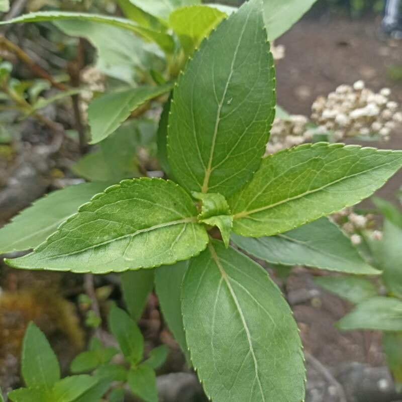 Chromolaena glaberrima — related species from the same genus