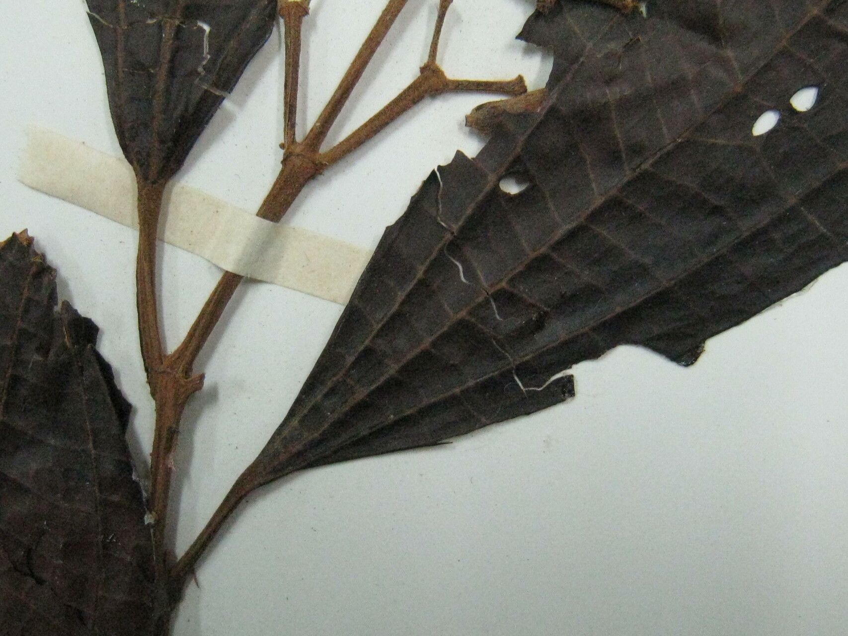 Miconia gratissima — houseplant care guide