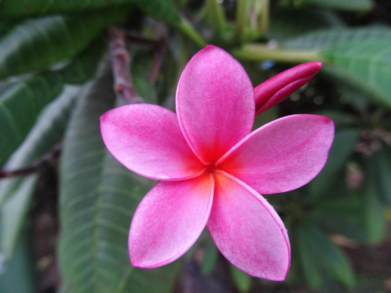 Plumeria spp. flower