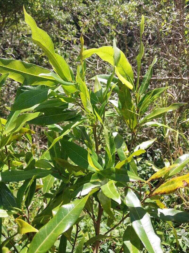 Ficus botryoides other