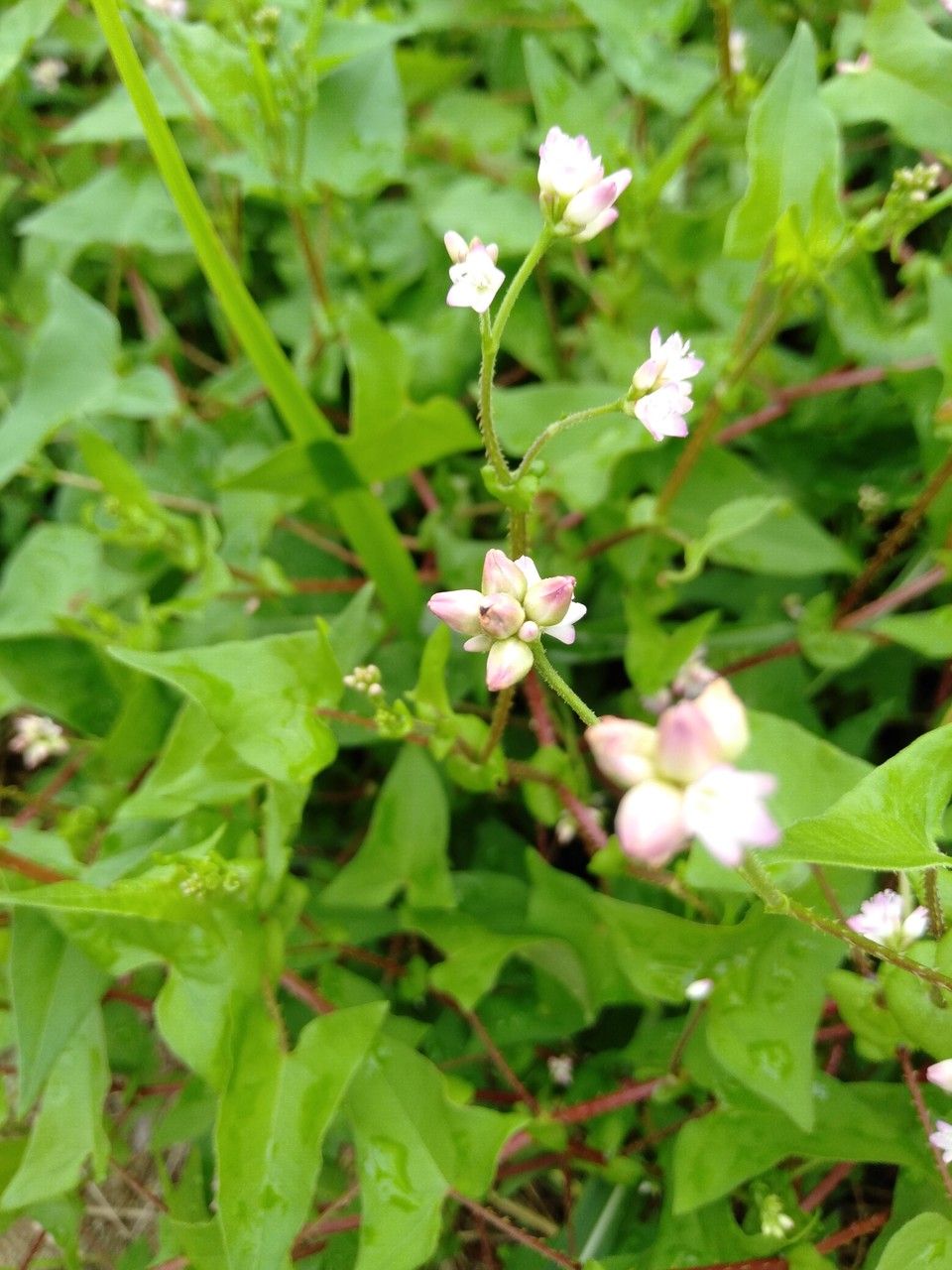 Persicaria perfoliata flower