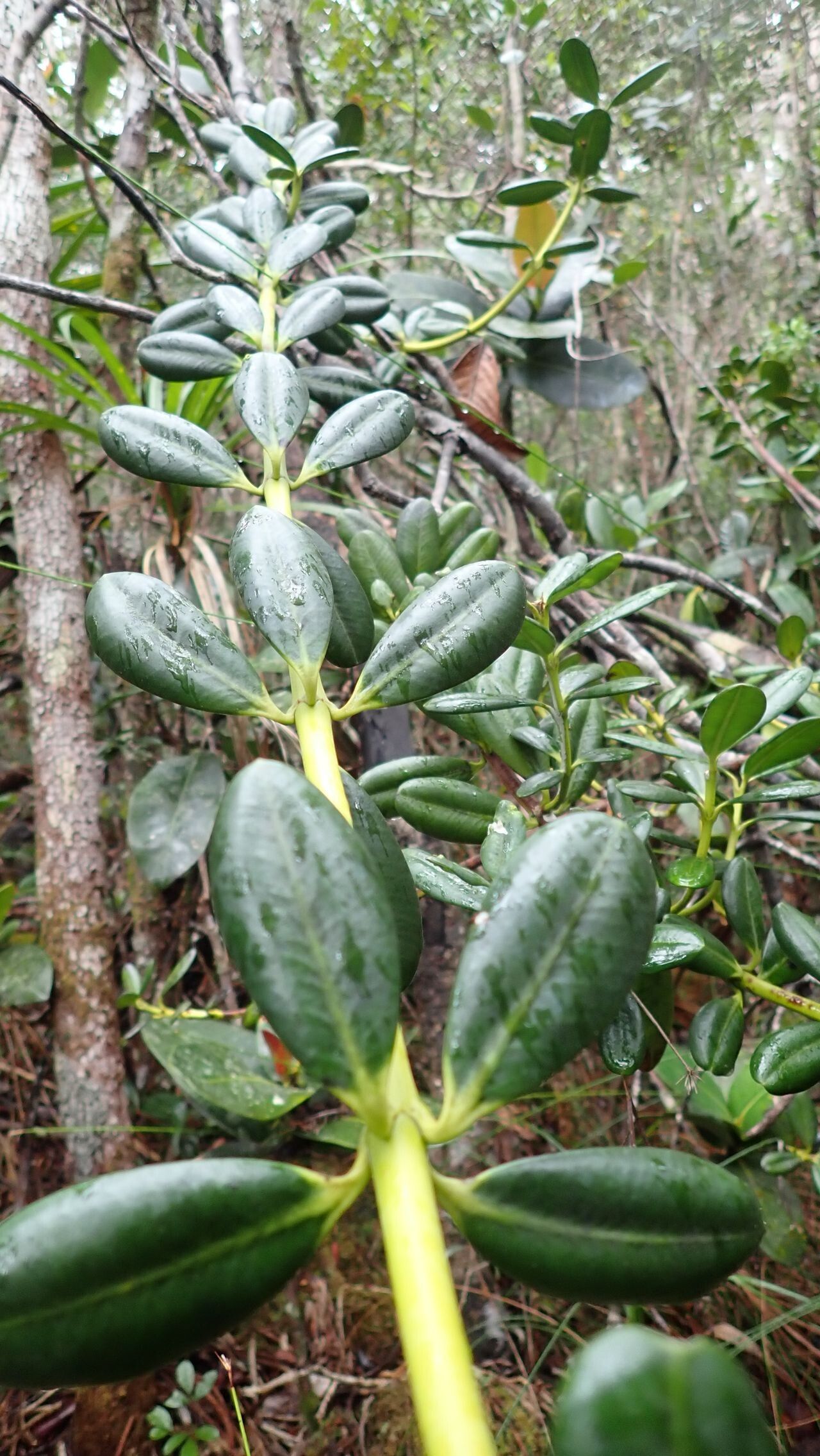 Alyxia leucogyne — houseplant care guide