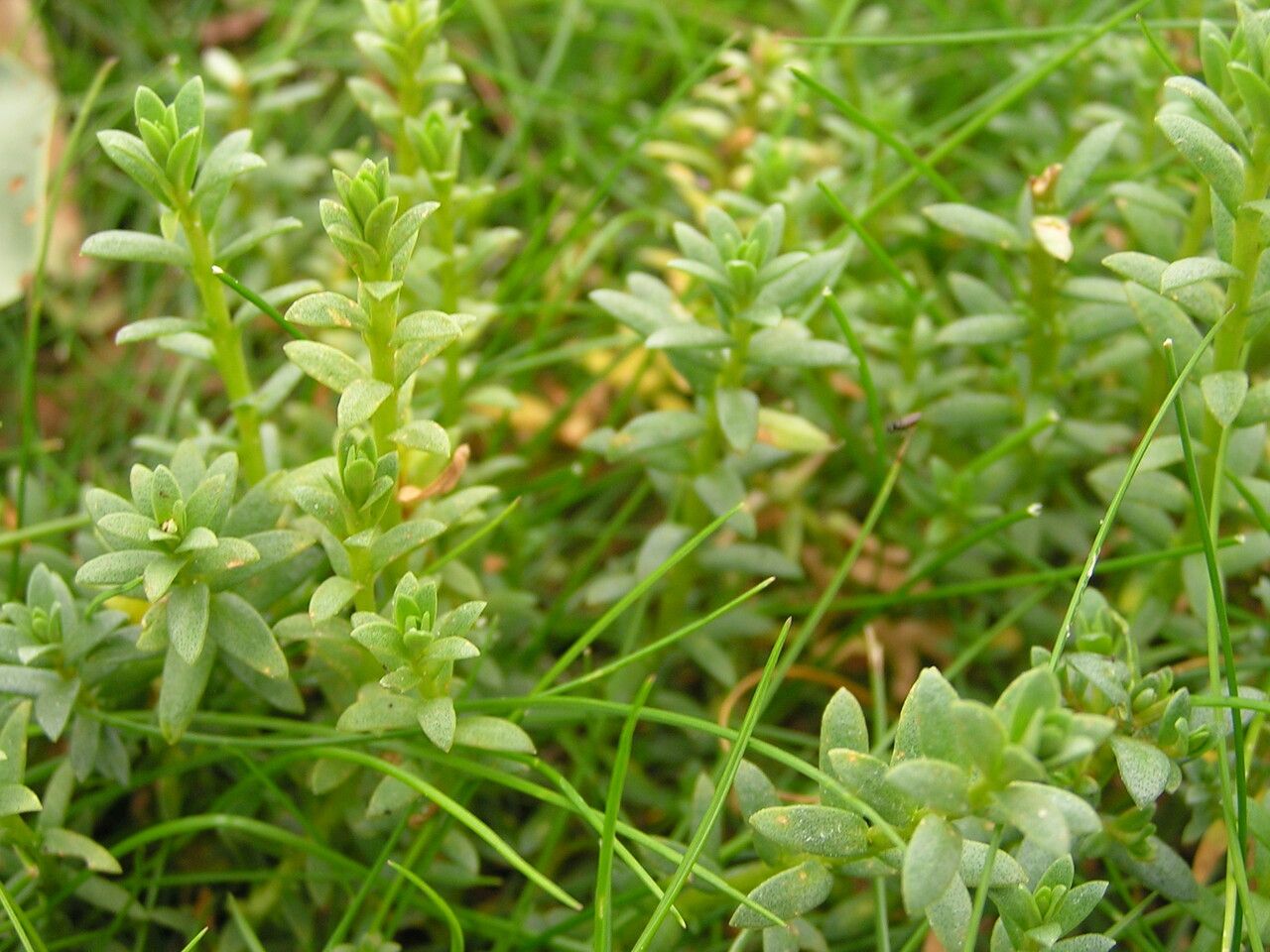 Lysimachia maritima leaf