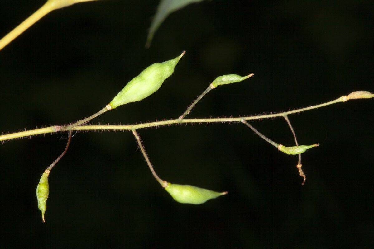 Epimedium alpinum fruit