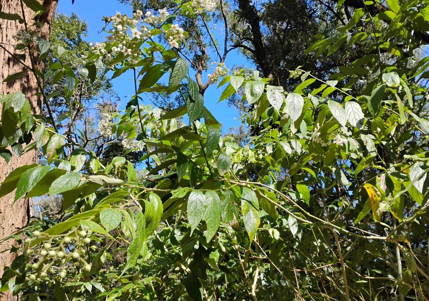 Solanum concinnum habit