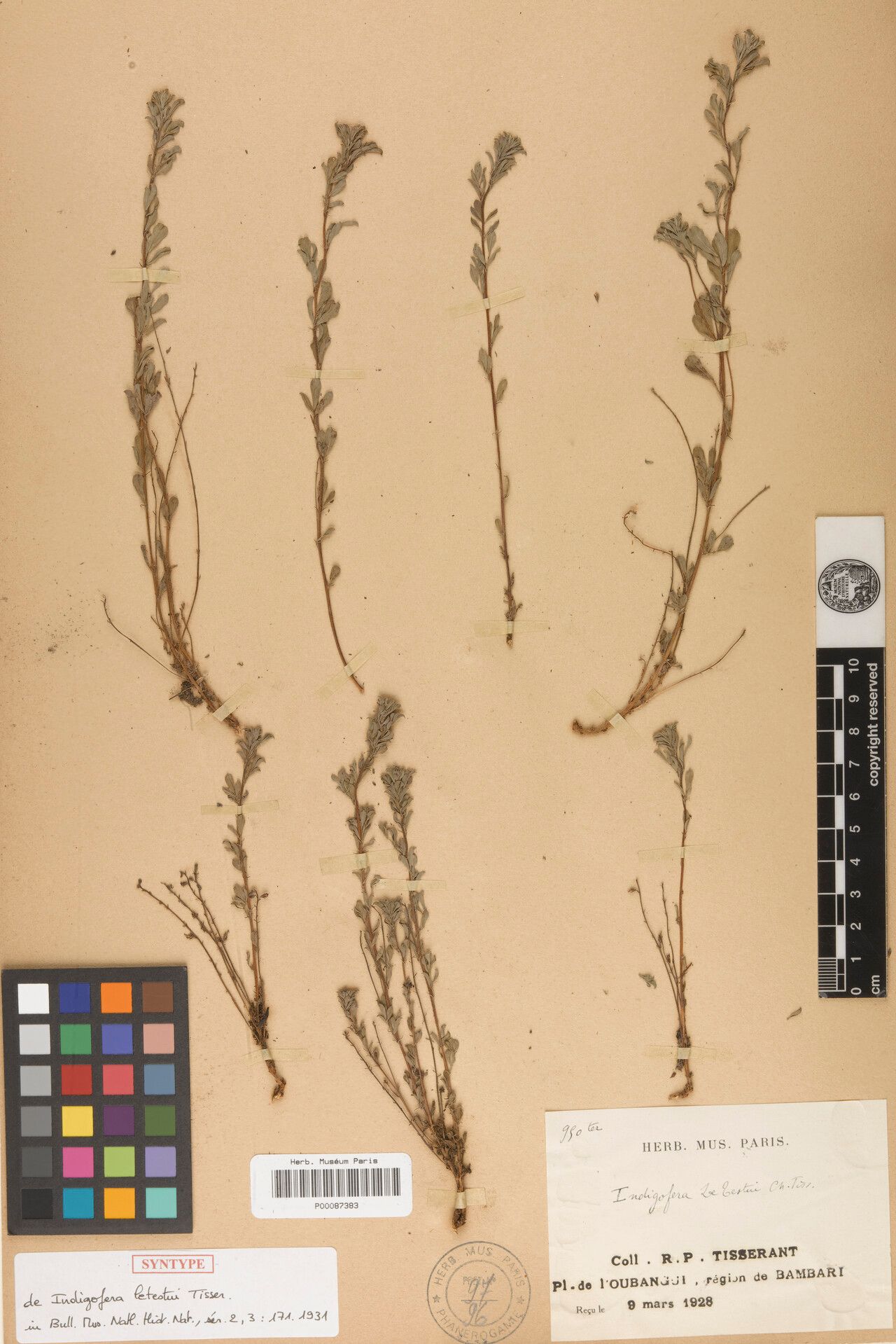 Indigofera letestui — search result for 'Indigofera'