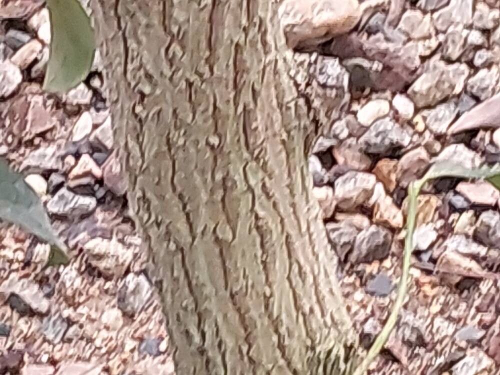 Mimusops caffra bark