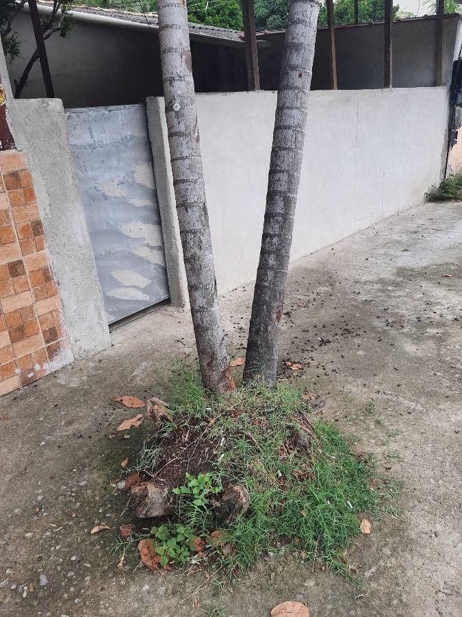 Basselinia velutina bark