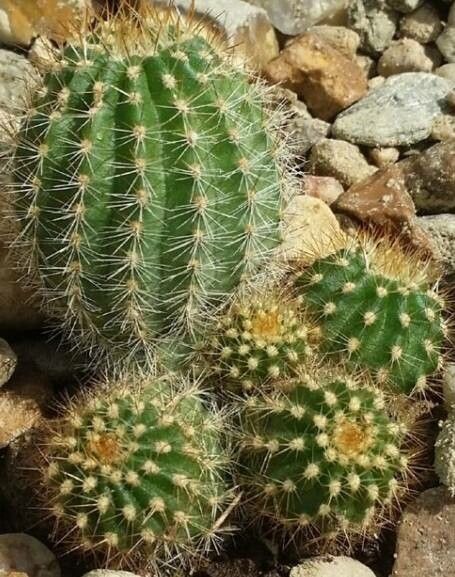 Soehrensia schickendantzii — houseplant care guide