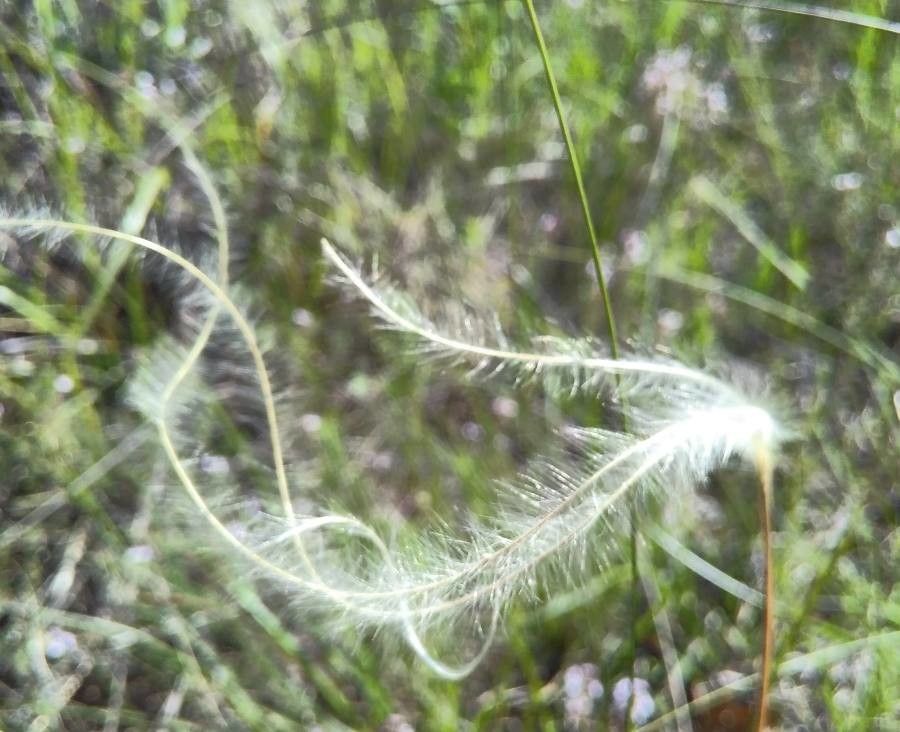 Stipa eriocaulis fruit