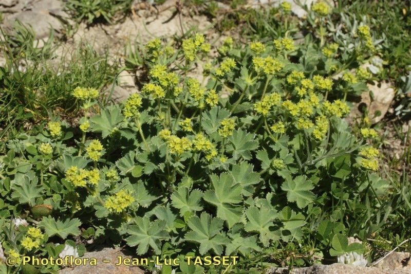 Alchemilla cinerea habit