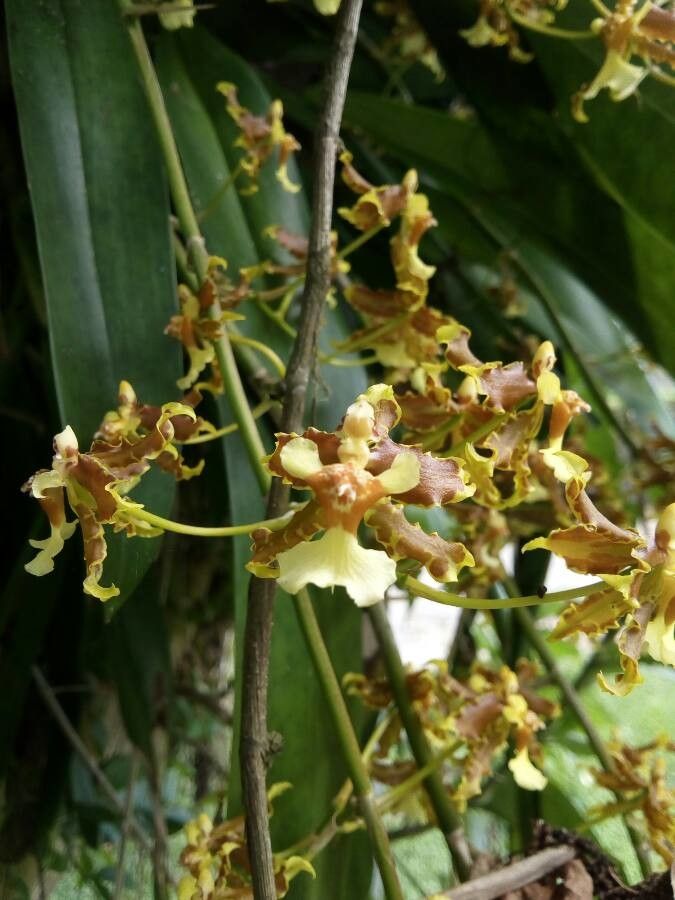 Oncidium stenotis flower