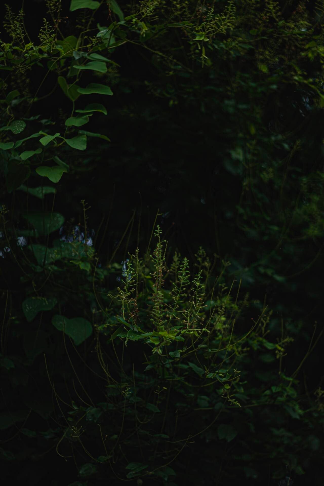 Phanera championii habit