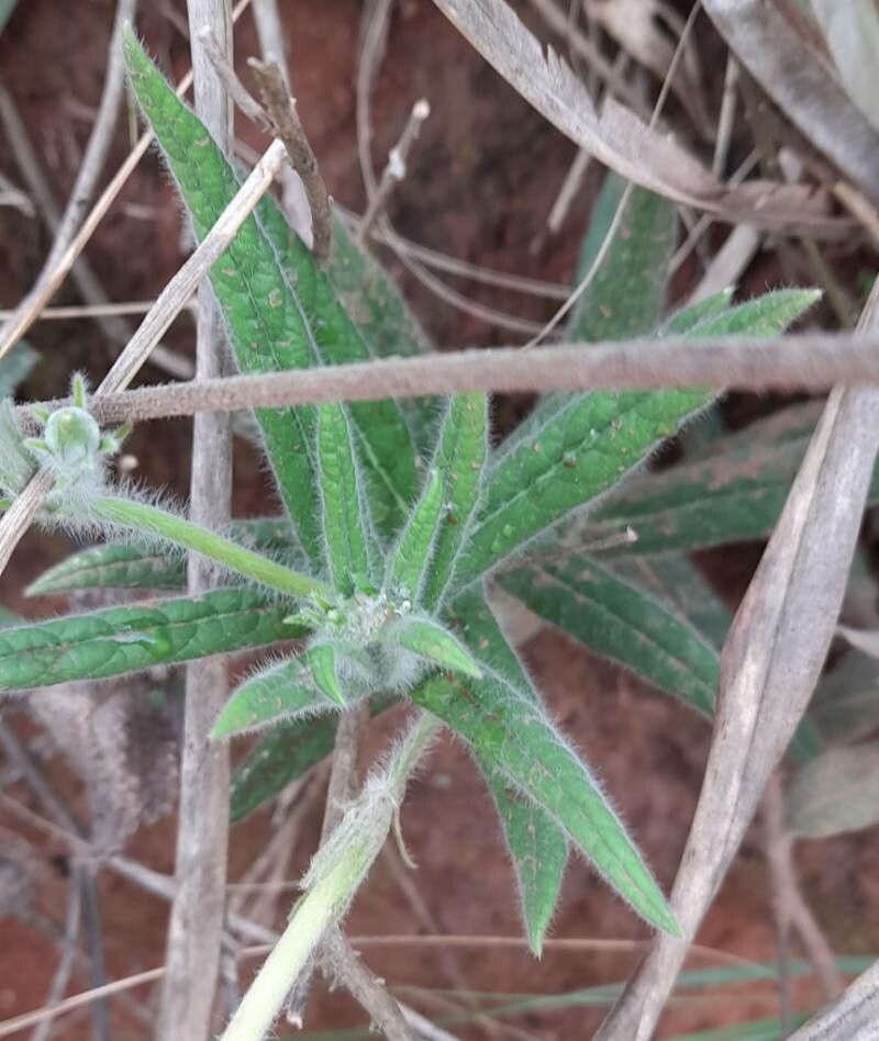 Mandevilla virescens — houseplant care guide