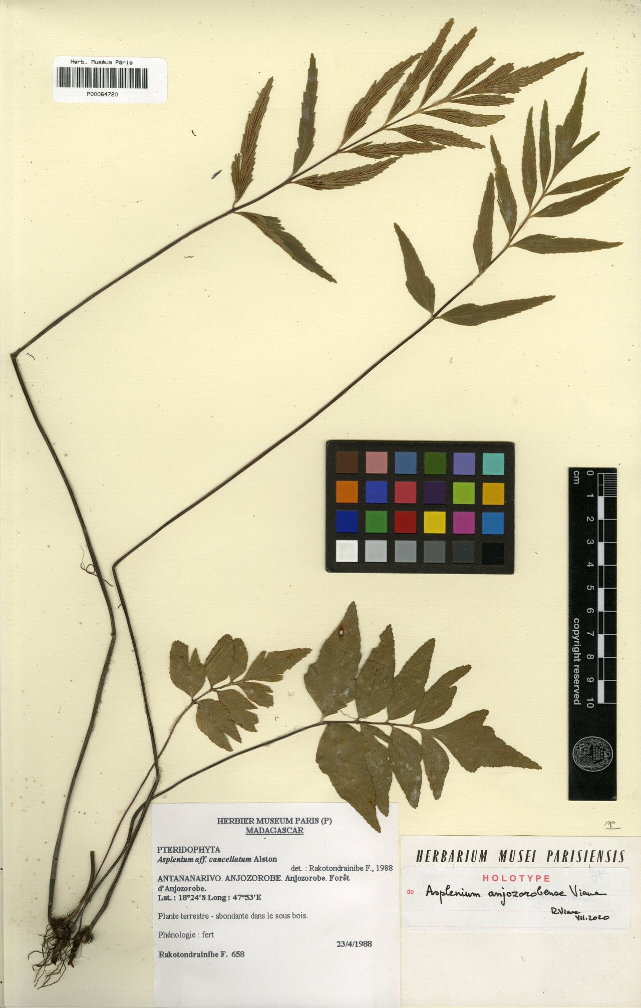 Asplenium anjozorobense — houseplant care guide