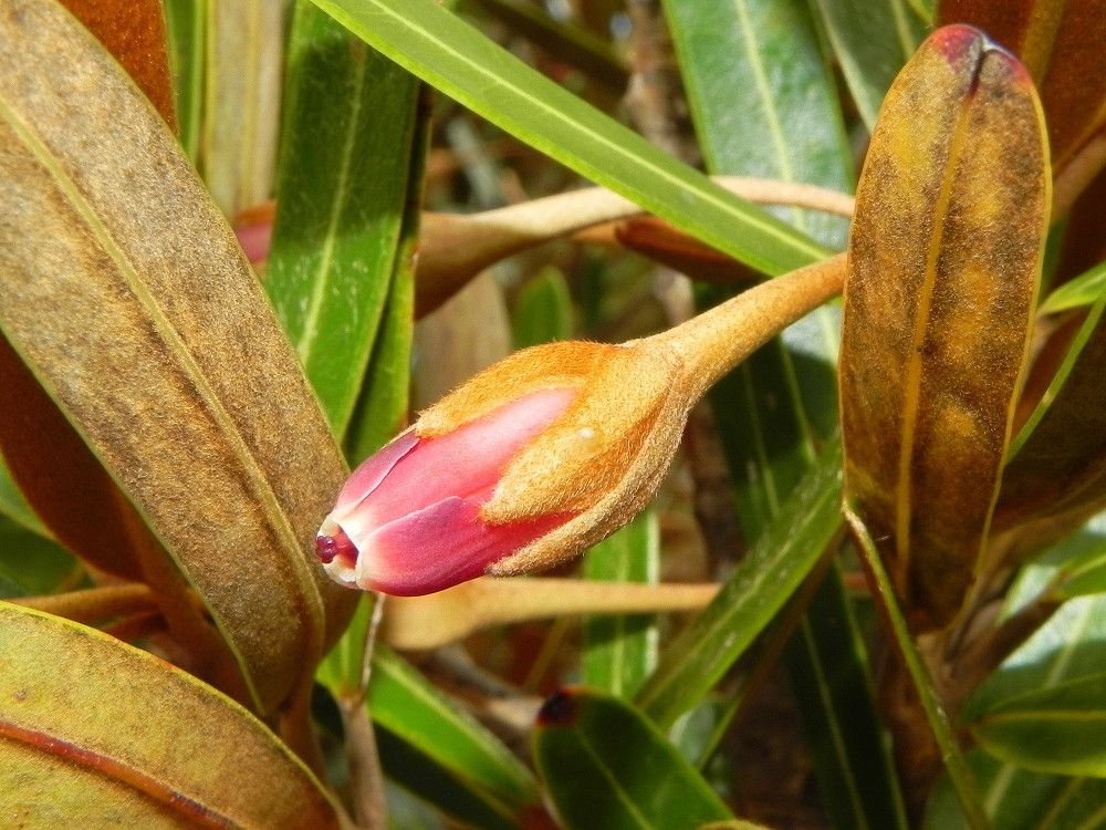 Planchonella baillonii flower