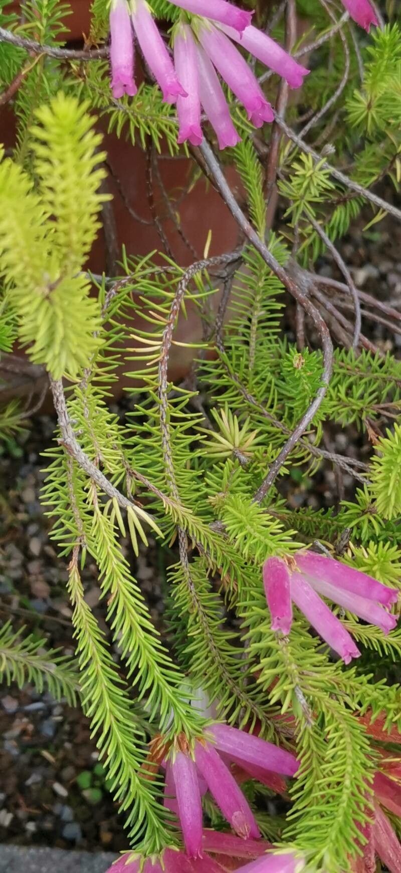 Erica doliiformis — search result for 'Erica'