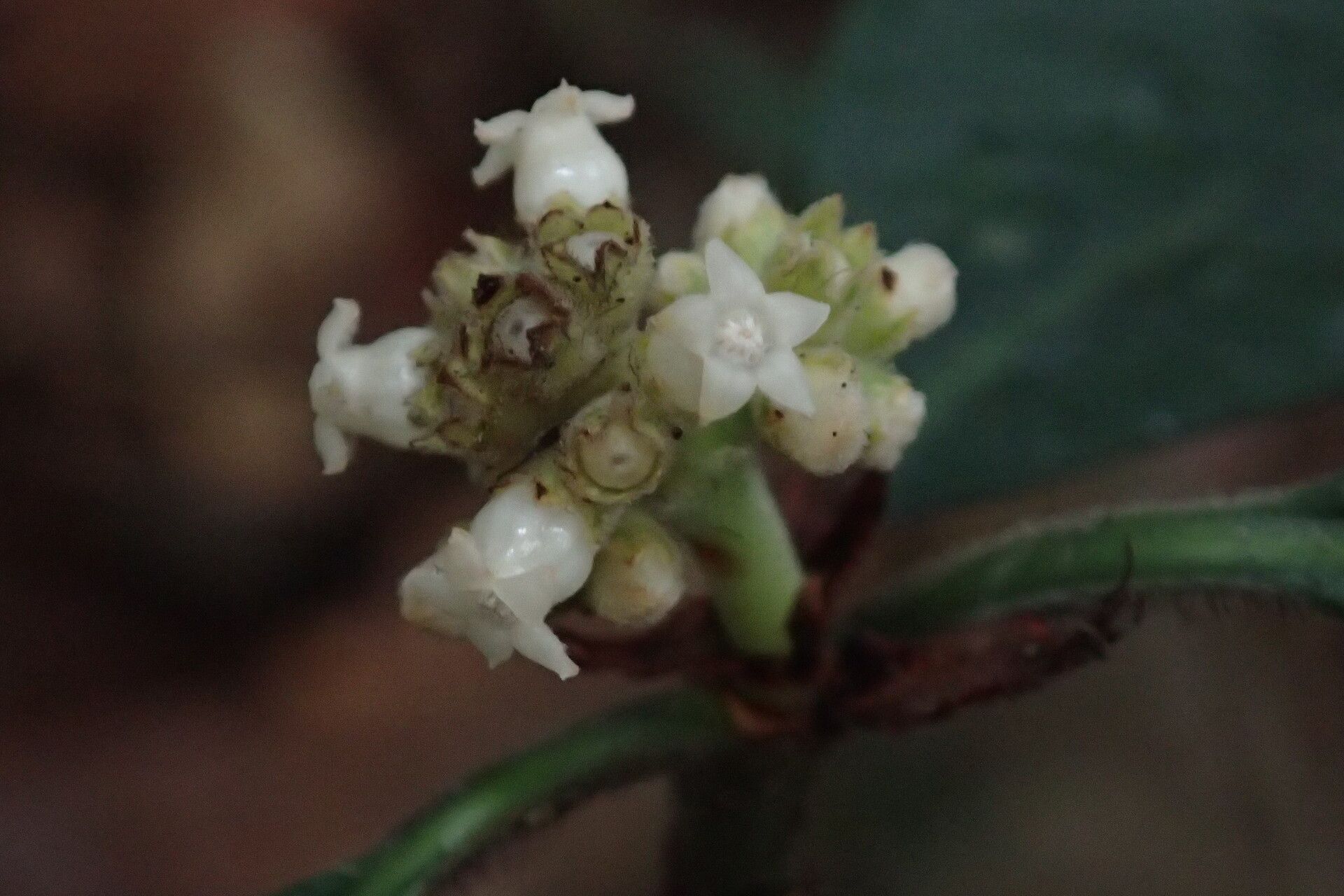 Psychotria villicarpa flower