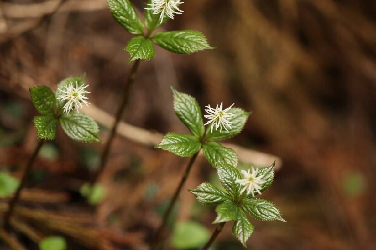 Chloranthus quadrifolius — houseplant care guide
