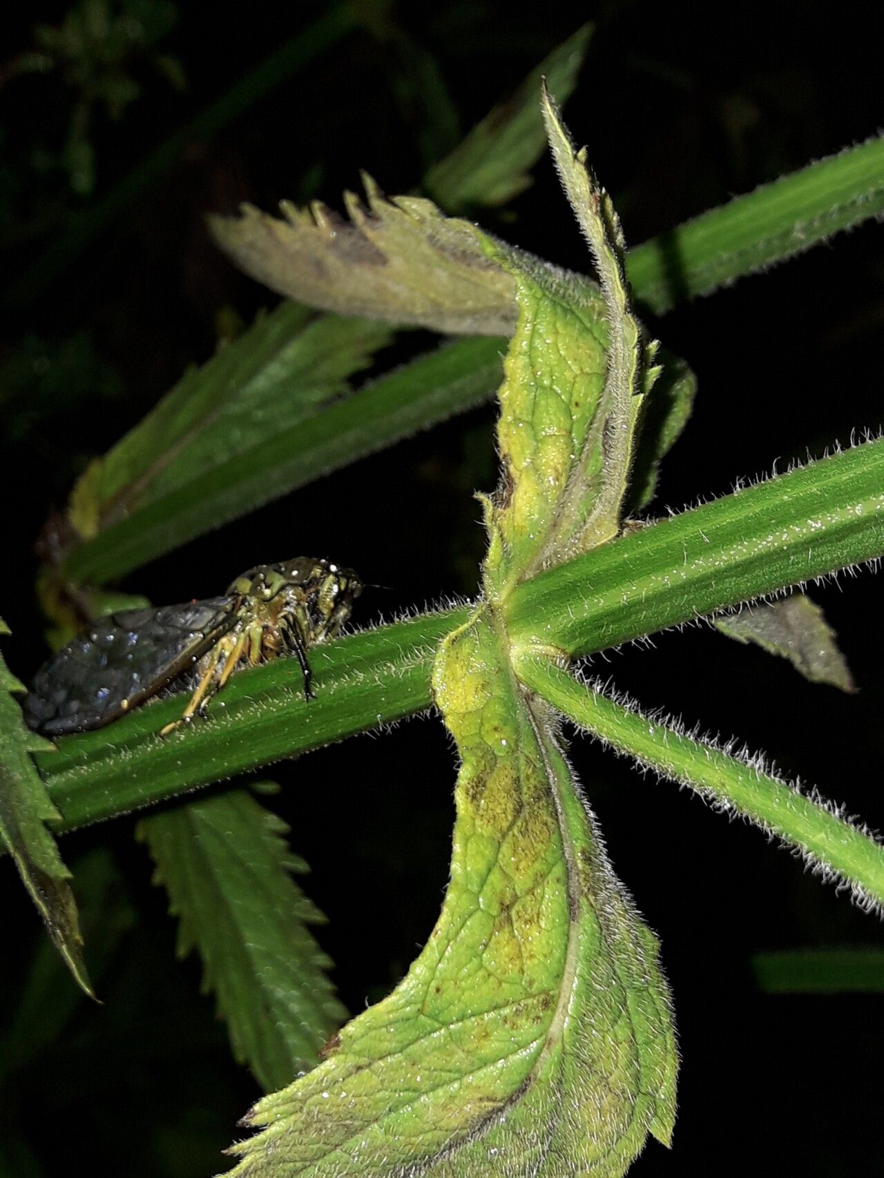 Verbena incompta bark